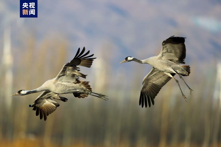 北京迎今秋候鸟迁徙高峰 官厅水库一天监测到2万只候鸟