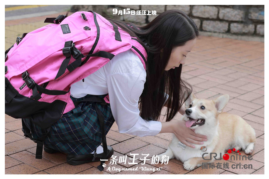 一条叫王子的狗