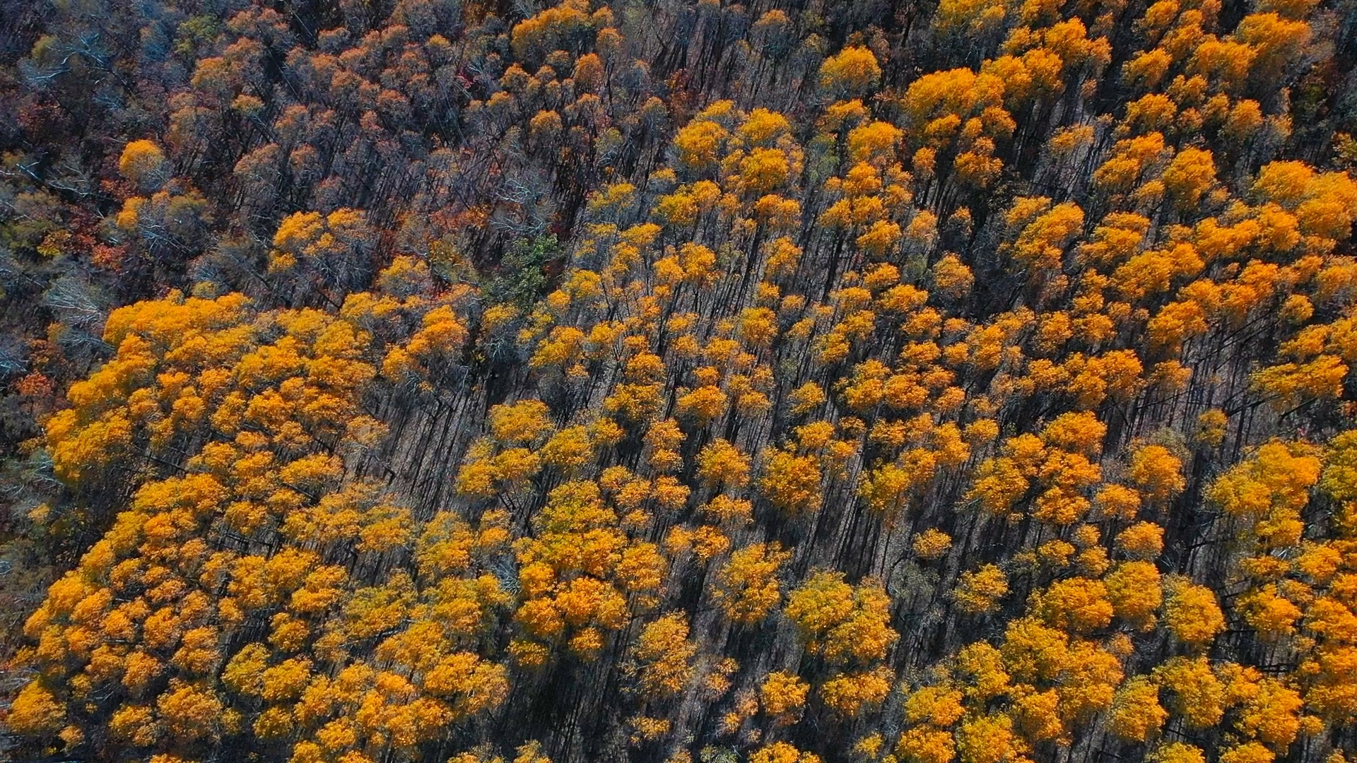 内蒙古阿荣旗：晚秋，登图博勒峰_fororder_qiu2.00_01_34_19.Still006