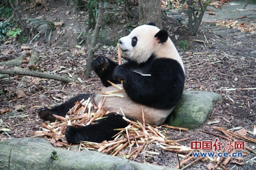 包含2000年的熊猫银币价格表的词条