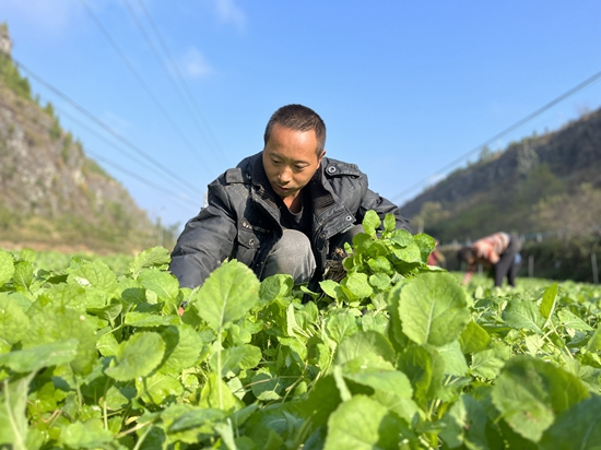 （供稿）贵州思南邵家桥镇：积极做好油菜种植工作 助农增收_fororder_群众忙种植 何玮摄