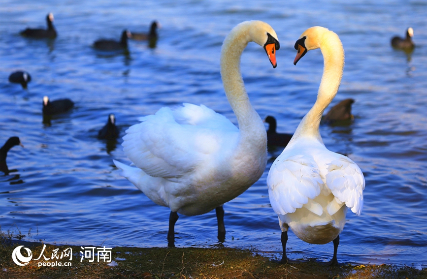 河南鄭州：冬日暖陽天鵝舞
