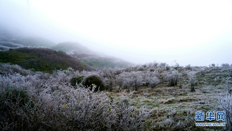 桂北现雾凇景观 玉树琼花如仙境