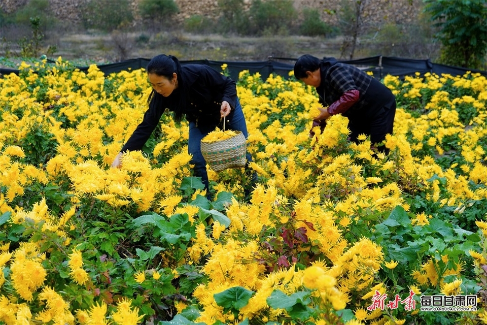 陇南西和大桥镇：金丝皇菊开 农民采收忙_fororder_1