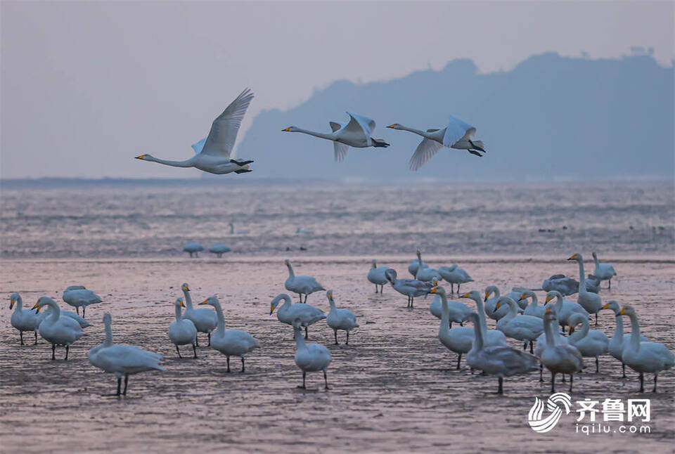 远方又来“客” 5000余只大天鹅飞抵荣成天鹅湖湿地栖息越冬