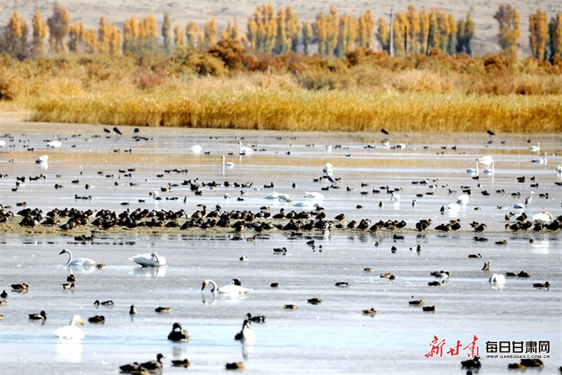 張掖：大批大天鵝抵達高臺濕地棲息越冬_fororder_3