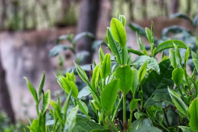 ​滇紅茶製作技藝申遺成功 實現臨滄世界非遺名錄零的突破