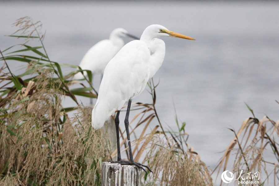 棕腹啄木鸟和栗头鹟莺现身 厦门野生鸟类纪录已达431种