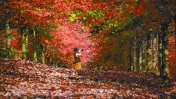 南京：千畝紅楓林層林盡染 “楓”情萬種