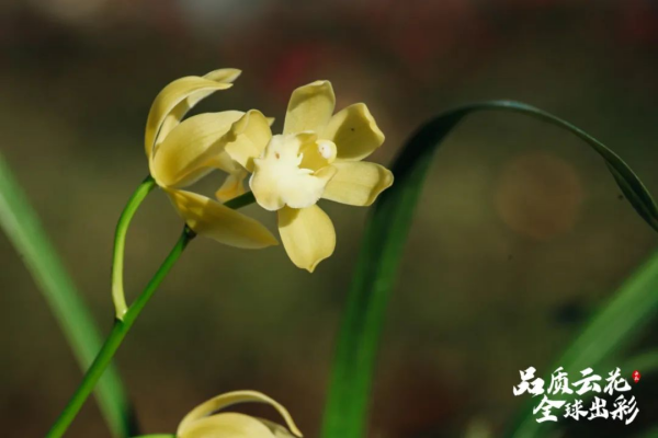 云南的鲜花如何实现品种突破