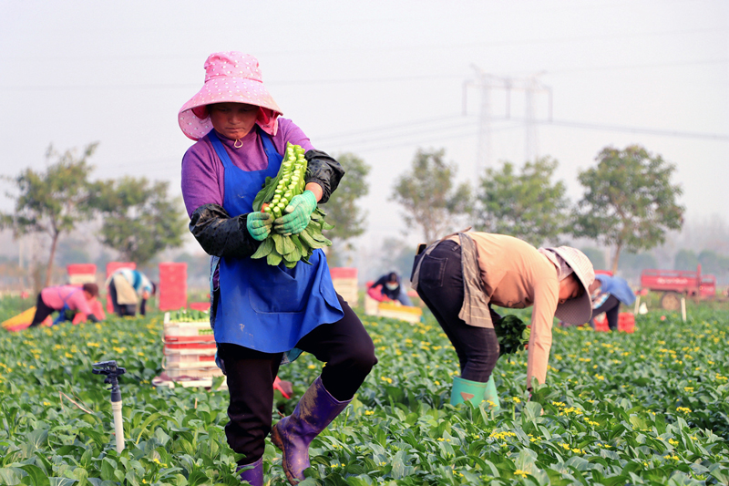 【原创】南阳市新野县：全力保障蔬菜供应_fororder_工人们正在采收菜心-摄影-王凯