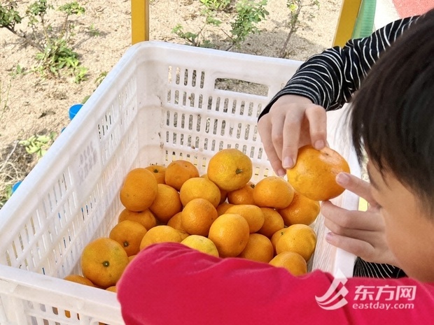 【品牌商家】又到橘黃蟹肥時 上海崇明清水蟹等你來“拔草”