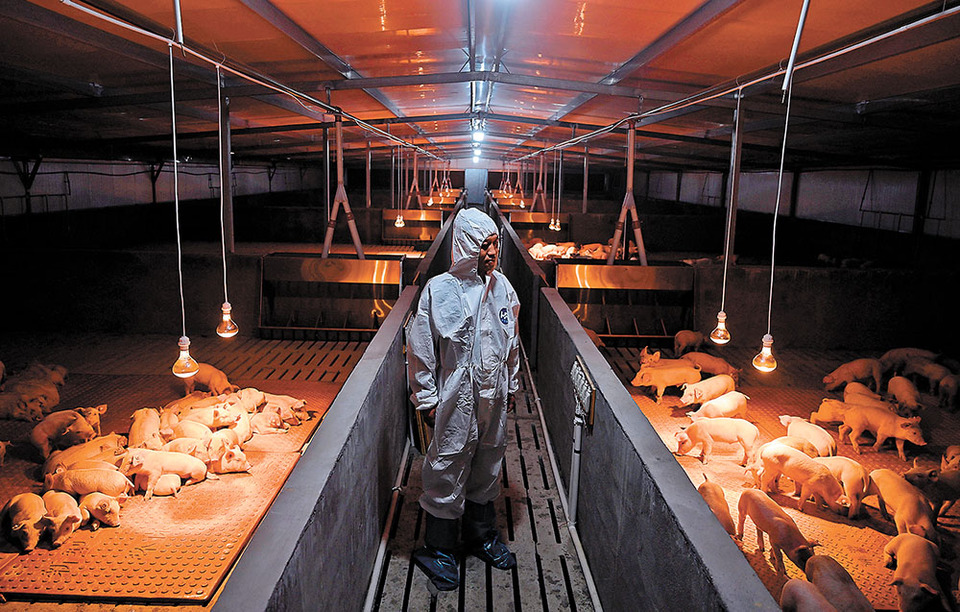 【城市远洋】重庆：国家级生猪产能调控基地投产试养