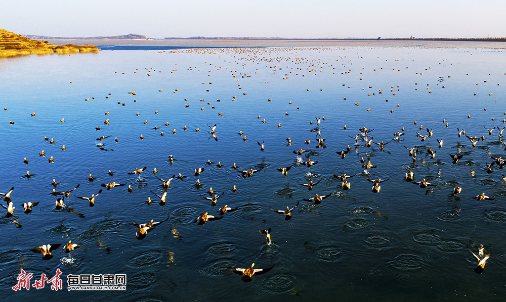 【輪播圖】武威：大漠平湖景如畫 上萬水鳥舞蹁躚_fororder_5