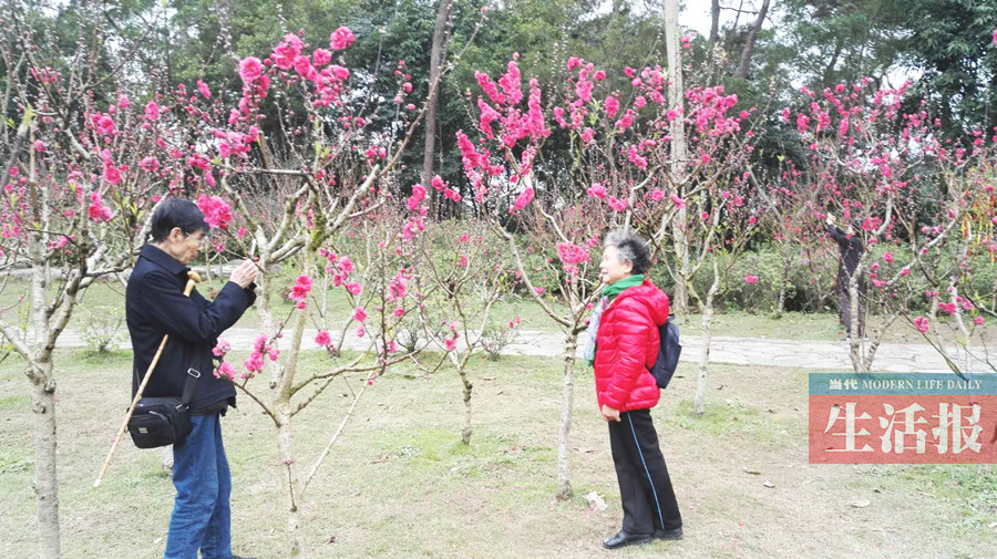 【焦点图】【旅游文体】梅花油菜花樱花桃花陆续盛开 三月赏花之旅启幕了