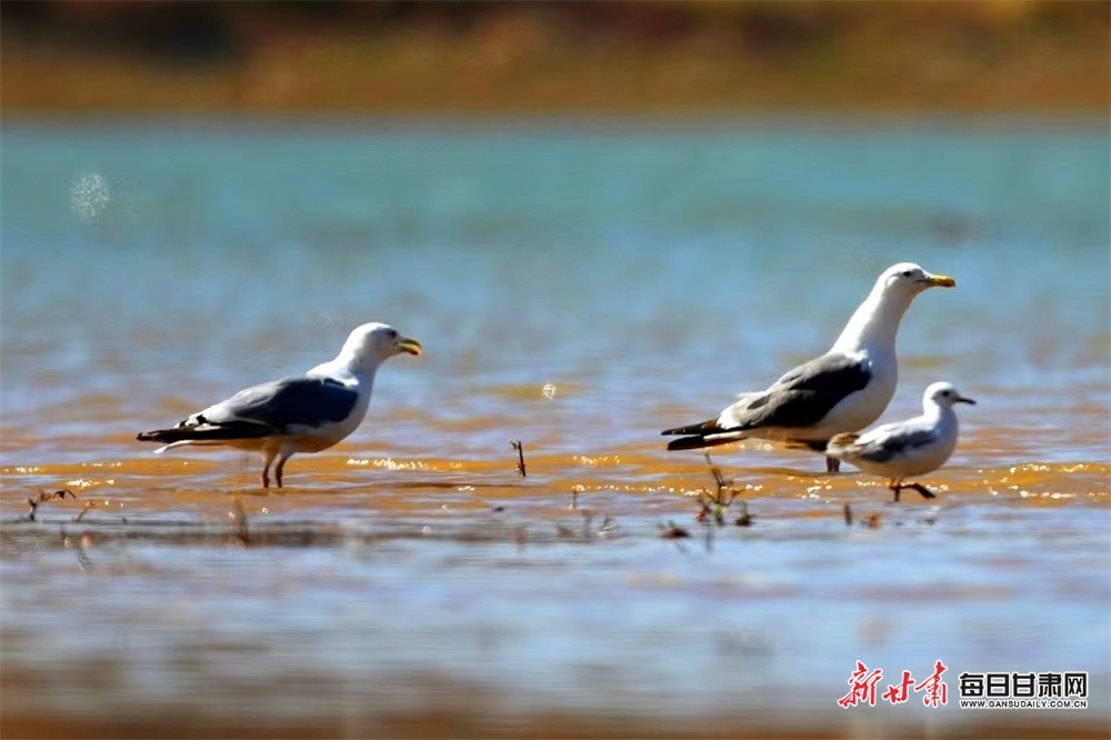 【张掖】稀罕！张掖黑河湿地发现三趾滨鹬和银鸥