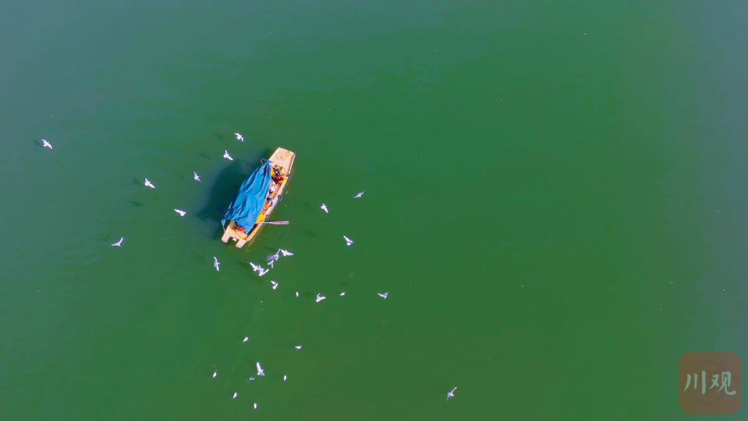 （转载）西昌邛海：海鸥如约而至 畅享冬日暖阳
