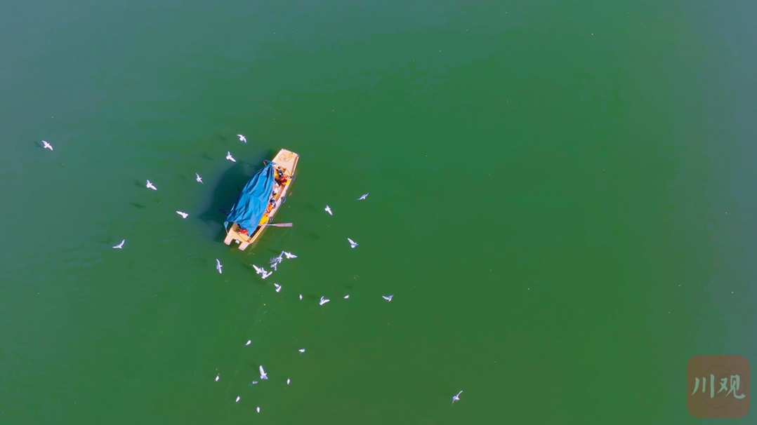 （轉載）西昌邛海：海鷗如約而至 暢享冬日暖陽