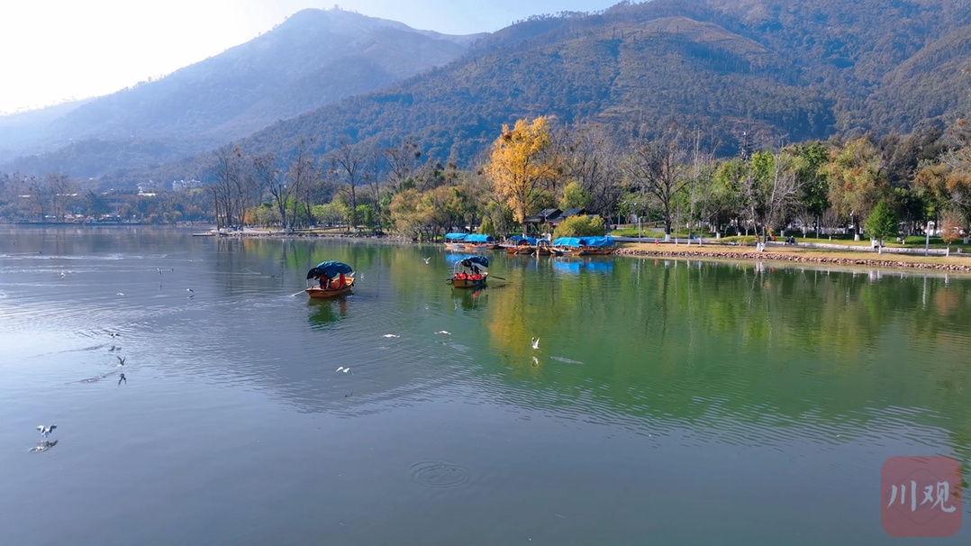 （轉載）西昌邛海：海鷗如約而至 暢享冬日暖陽