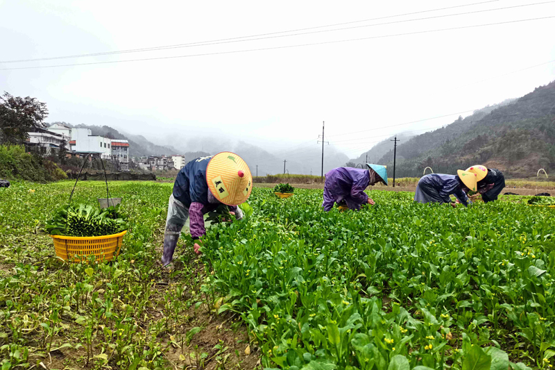 百色：秋冬蔬菜采摘忙 “南菜北运”正当时_fororder_LOCAL1668497407146EKSBWJABJN