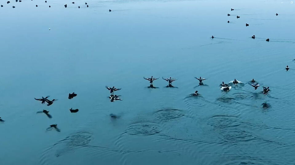 南陽鎮平：野鴨遊弋景如畫_fororder_野鴨在水面上飛奔 攝影 牛儒