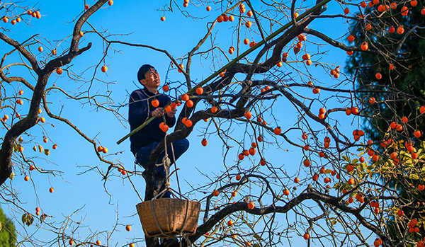 Zhaohua District, Guangyuan City, Sichuan Province: in Late Autumn, with the Enchanting Harvest Scene, the Persimmons Turn Red_fororder_图片 1