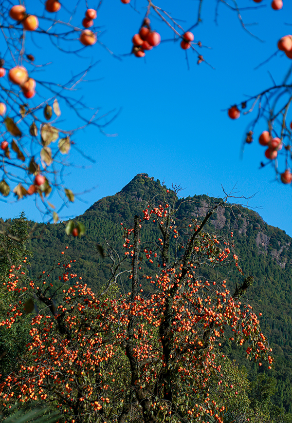 Zhaohua District, Guangyuan City, Sichuan Province: in Late Autumn, with the Enchanting Harvest Scene, the Persimmons Turn Red_fororder_图片 3