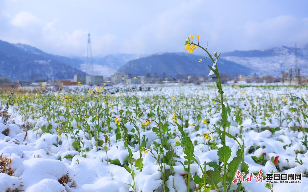 【輪播圖】定西：雪後岷州處處是景_fororder_4