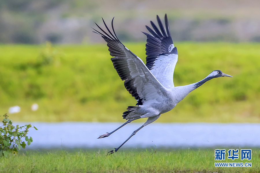 重庆巫山：大昌湖引群鸟栖息 成美丽生态风景线