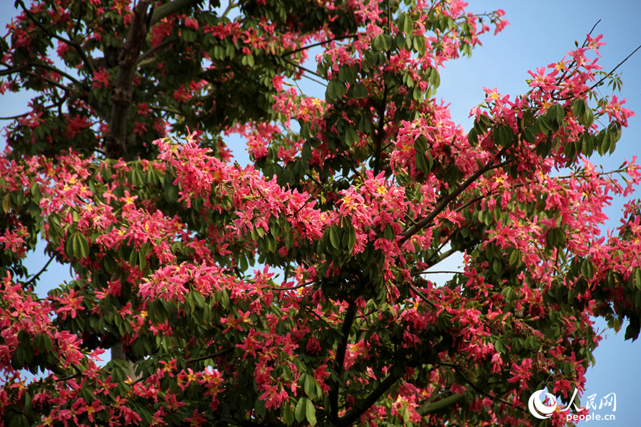 冬日赏花正当时 厦门白鹭洲公园“美人树”花朵如期盛开