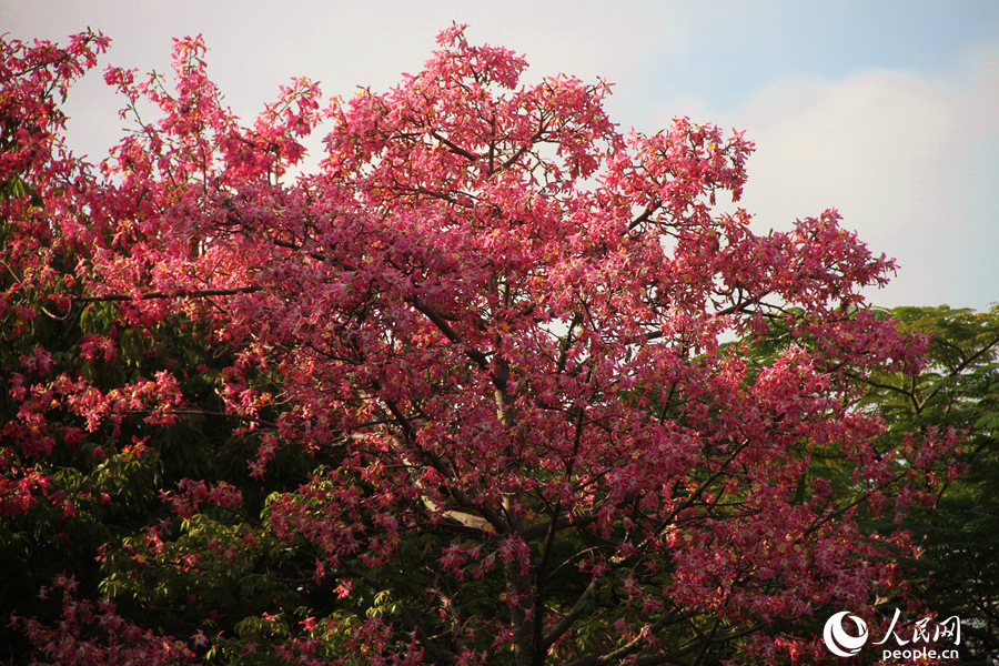 冬日賞花正當時 廈門白鷺洲公園“美人樹”花朵如期盛開