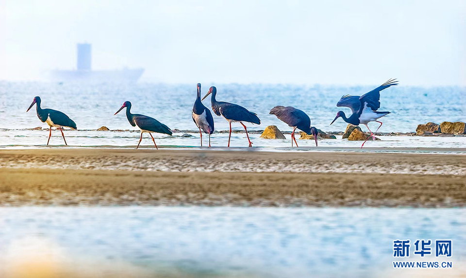 人鸟和谐 武汉江心岛变生态乐园