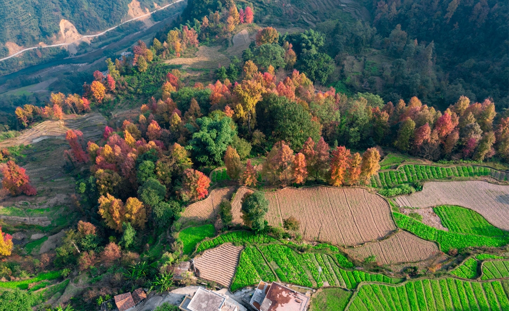 贵州盘州：万亩枫叶“染”红格所河大峡谷_fororder_格所河大峡谷枫林 肖本归 摄影 (2)