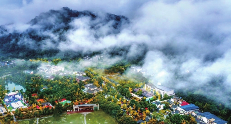 （转载）初冬的彭州，是金色的