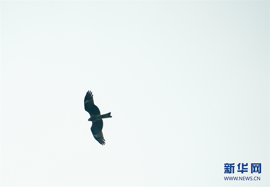 重庆广阳岛进入最佳候鸟观测期