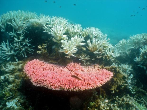 海水升溫致馬爾代夫珊瑚礁群白化嚴重