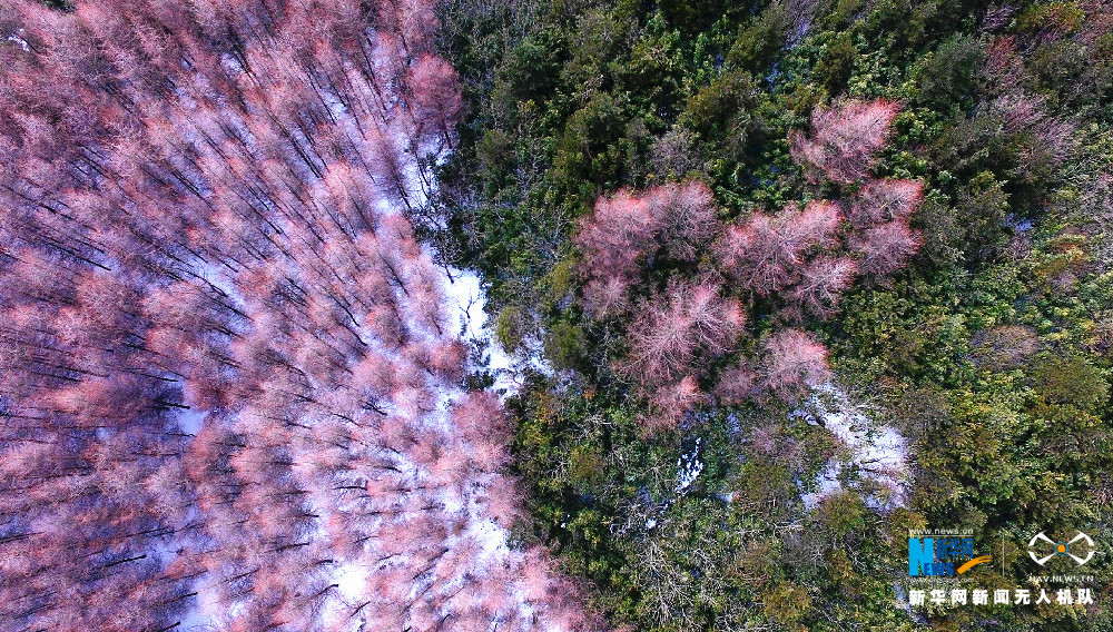 【渝情渝景】重庆猫儿背 冬季枯木遇上初春白雪