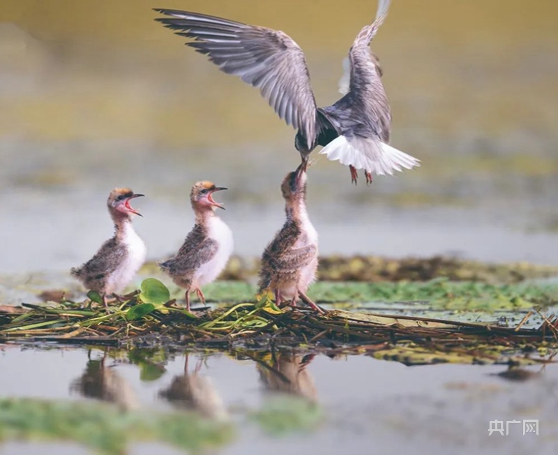 山东潍坊临朐：生态好不好 鸟儿最知道
