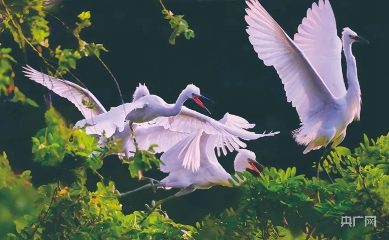山东潍坊临朐：生态好不好 鸟儿最知道