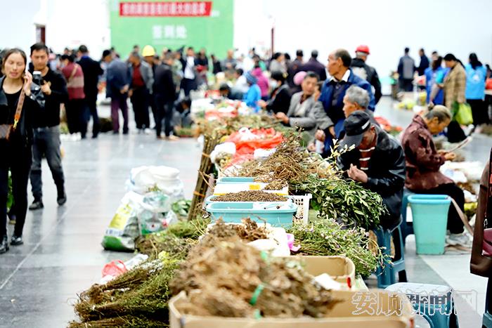 关山索岭药飘香，助农兴产“配良方”——云贵高原道地药材安顺关岭集散中心开市见闻