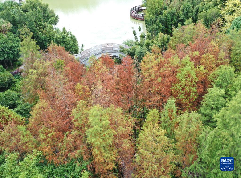 广西南宁：冬来杉树着红装