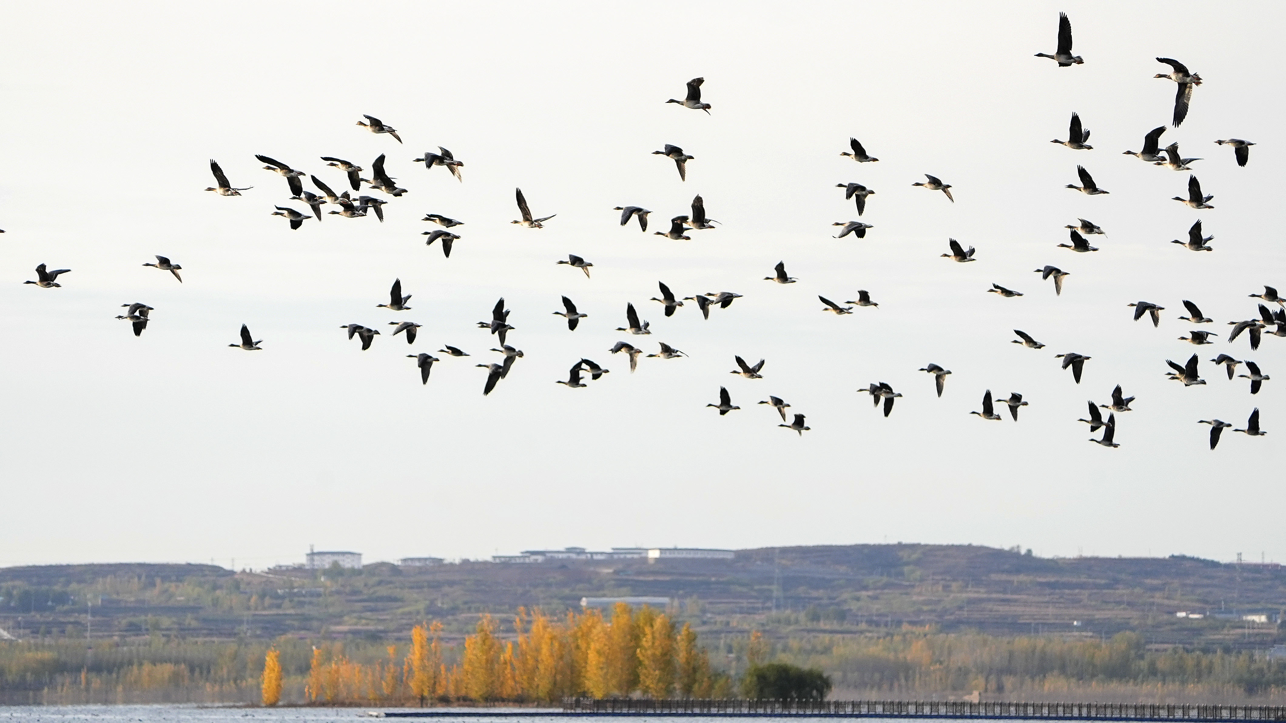 【中首】湿地雁影万羽飞 溢泉湖进入最美候鸟季