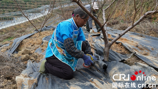 （原創）貴州平塘：種植精品水果 以數字化管理助力鄉村振興_fororder_微信圖片_20221121152034