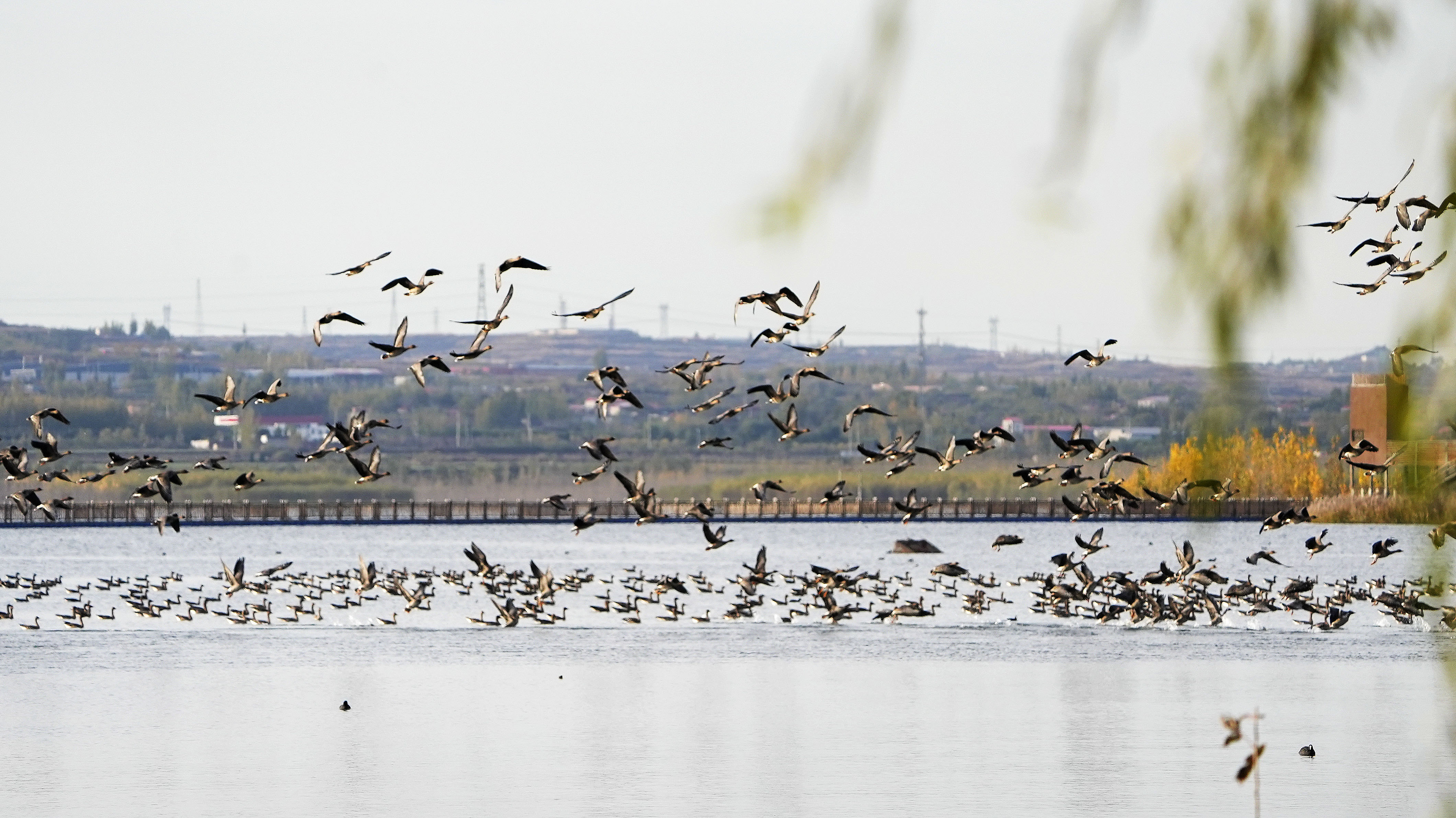 【中首】湿地雁影万羽飞 溢泉湖进入最美候鸟季