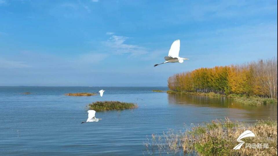 東平湖濕地數萬隻候鳥遷徙越冬 創歷史之最