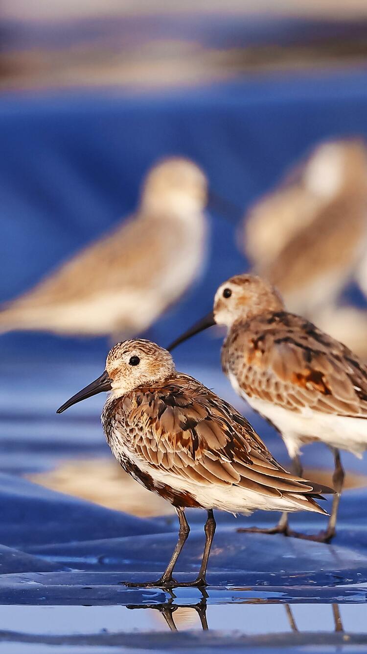 廣西合浦儒艮國家級自然保護區觀測記錄到回歸候鳥40余種超6萬隻