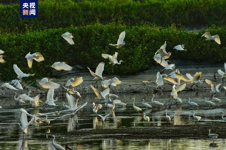 廣西合浦儒艮國家級自然保護區觀測記錄到回歸候鳥40余種超6萬隻