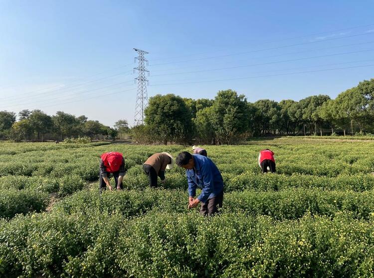 浙江桐鄉：曬紅煙+杭白菊走出增收致富新路徑_fororder_微信截圖_20221121154921