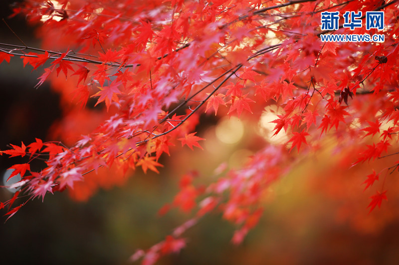 南京栖霞山迎来最美“枫”景