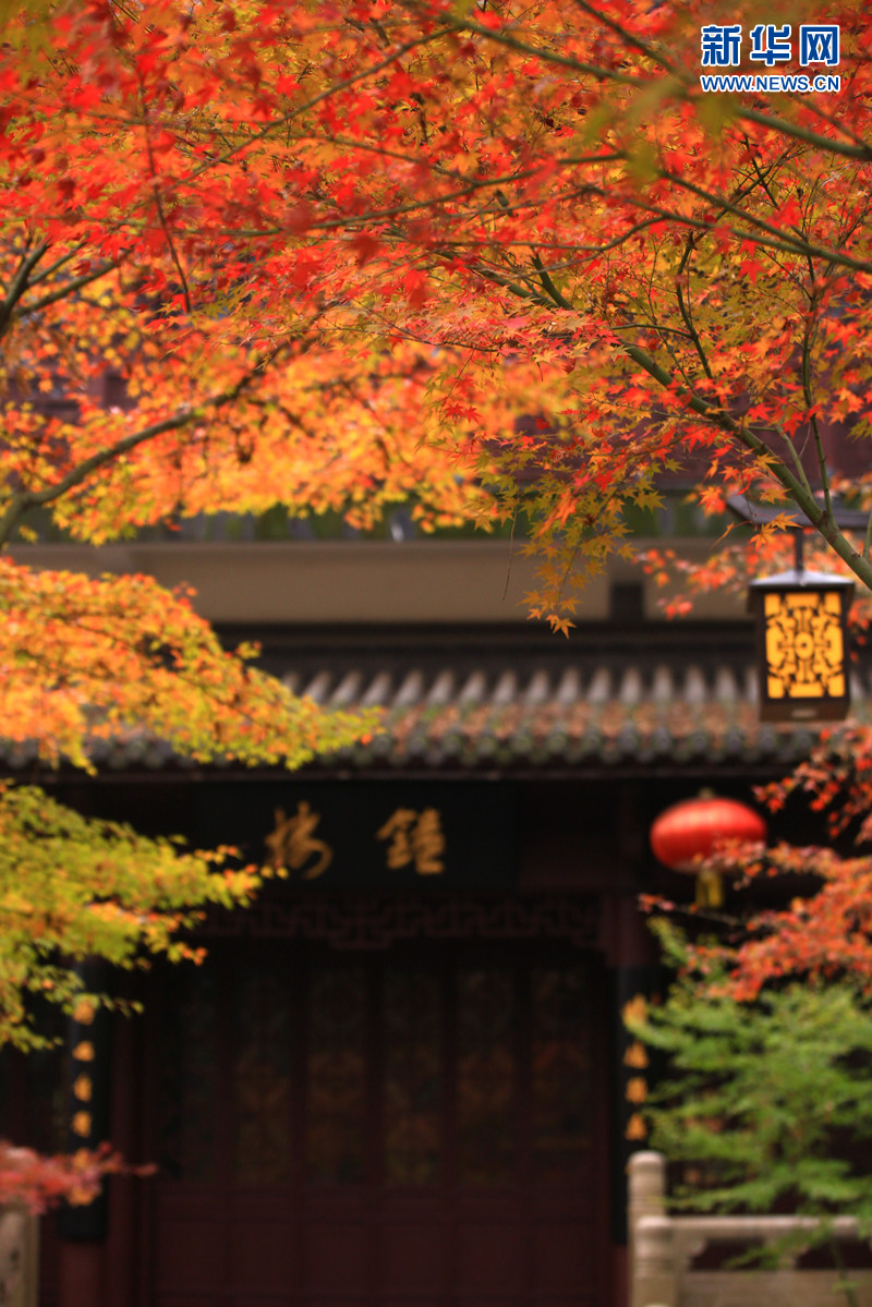 南京栖霞山迎来最美“枫”景